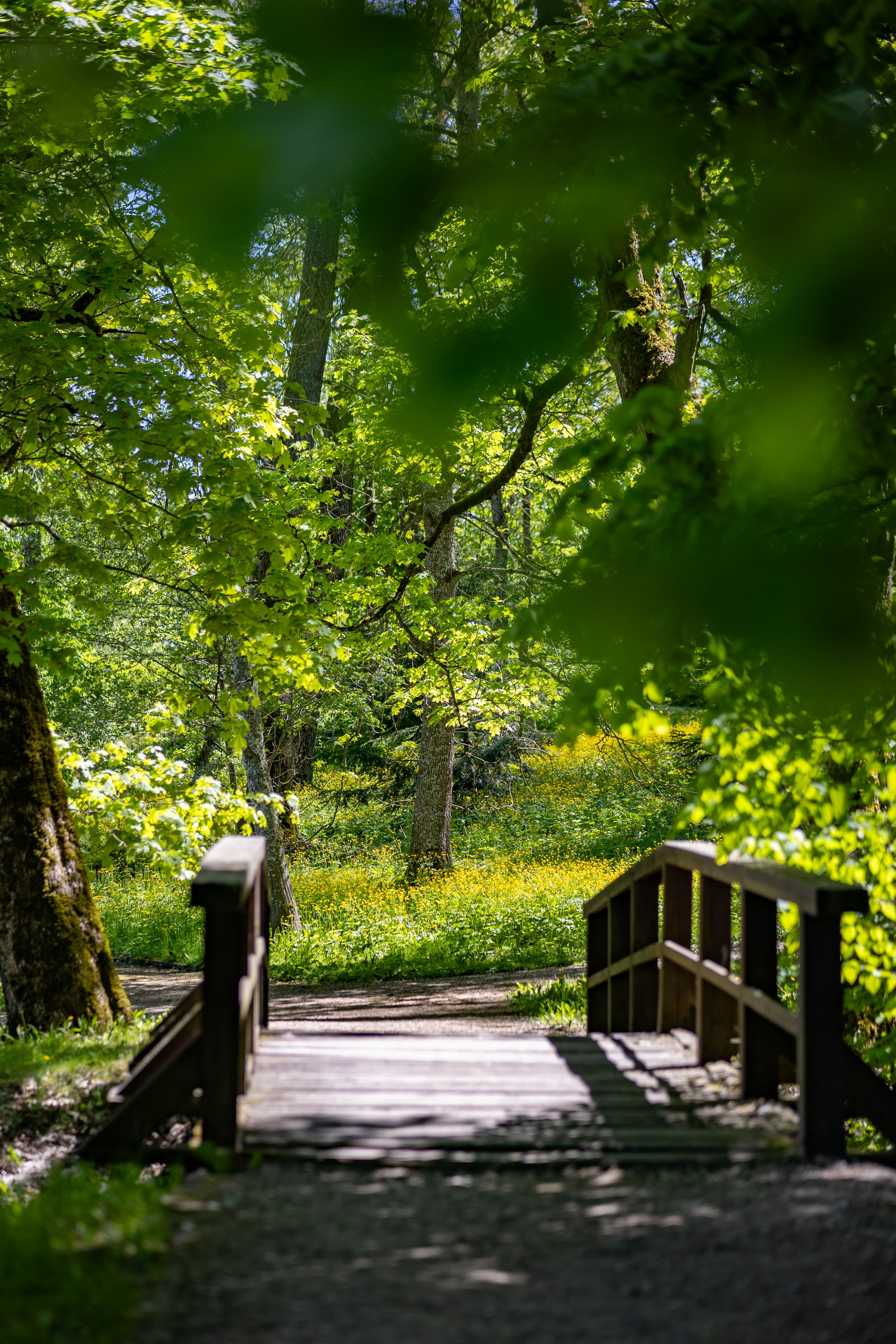 Miškingasis Vilnius (S. Žiūros nuotr.)